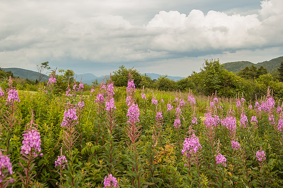 Kancamagus Highway View