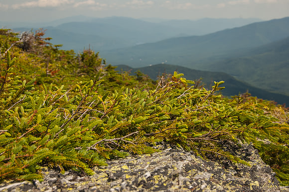Stunted flora above treeline